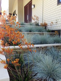 some plants that are sitting in the grass near stairs and steps leading up to a building