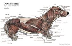 an animal with muscles labeled in it's body