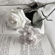 two white roses sitting on top of an open book