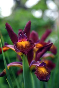 purple and yellow flowers with green leaves in the background