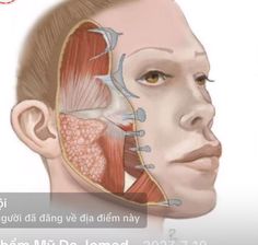 Neck Anatomy, Aesthetic Medicine, Dermatology, Anatomy, Medicine, Facial, Beauty