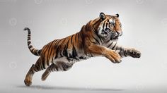 a tiger jumping in the air with it's front legs spread out and eyes wide open