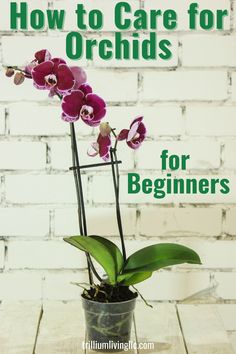 an orchid in a pot with the title how to care for orchids for beginners