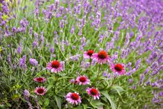 purple and red flowers are growing in the grass