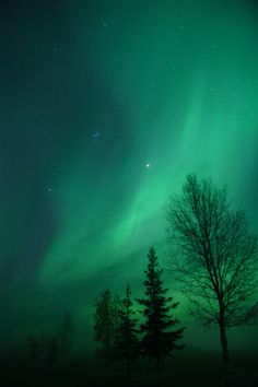 the aurora bore is visible in the sky above some trees