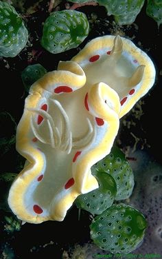 a yellow and red object sitting on top of green plants