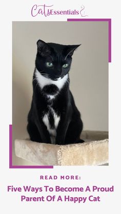 a black and white cat sitting on top of a bed with the caption read more five ways to become a proud parent of a happy cat