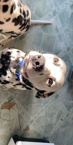 two dalmatian dogs standing next to each other on a tile floor looking up at the camera