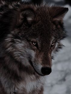 a close up of a wolf's face on a snowy surface