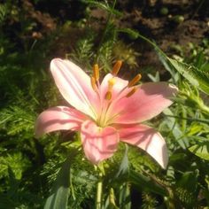 a pink flower with yellow stamens in the middle of some green leaves and grass