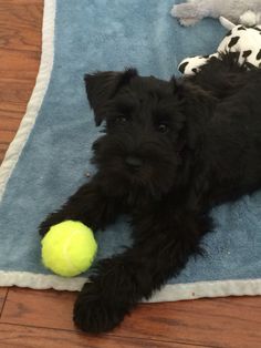 a small black dog laying on top of a blue rug next to a tennis ball