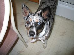 a dog with blue eyes standing next to a chair