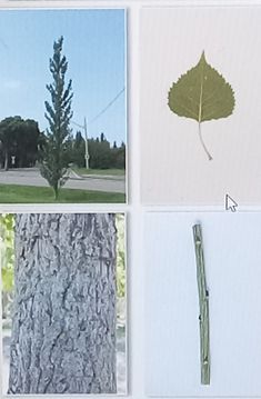 four pictures with different types of leaves on them and one has a stick in the middle