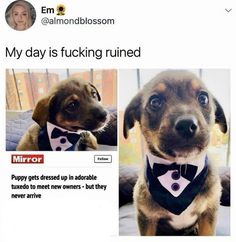 a dog wearing a tuxedo and bow tie on top of a tweet