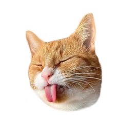 an orange and white cat yawning with it's tongue hanging out in the air