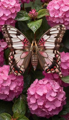 a large butterfly sitting on top of pink flowers