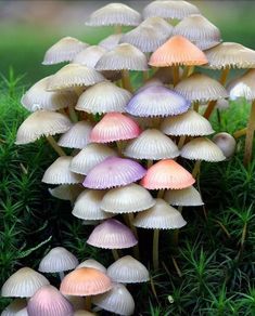 a group of small mushrooms growing out of the ground