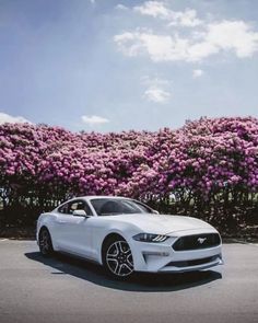 a white ford mustang parked in front of purple flowers