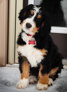 a small black and brown dog sitting in front of a door