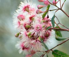 pink flowers are blooming on the tree branch