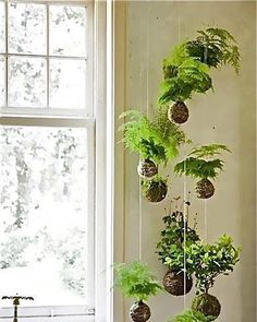 some plants are hanging from the side of a window