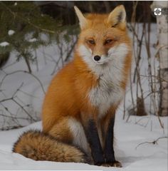 a red fox sitting in the snow next to some trees