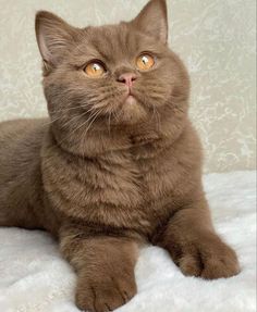 a brown cat laying down on top of a white blanket with its eyes wide open