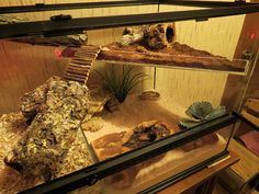 a display case filled with rocks and plants