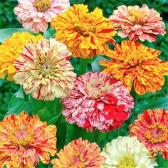 many different colored flowers with green leaves in the backgroung and red, yellow, orange, and white petals