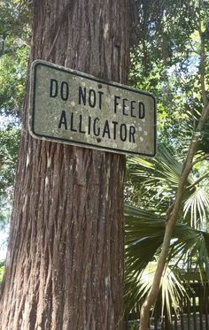 a sign on a tree that says don't feed alligator