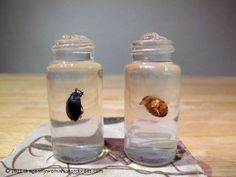 two glass jars filled with water sitting on top of a table