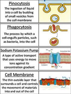 an image of cell membranes and their functions