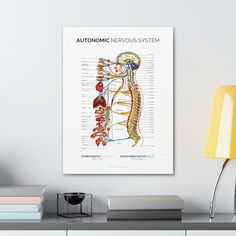 a diagram of the nervous system on a wall above a desk with books and lamp