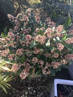 a plant with pink flowers is in the middle of some rocks and gravel next to a potted plant