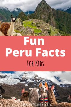 llamas and alpacas with text overlay that reads fun peru fact for kids