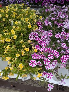 several potted plants with purple and yellow flowers