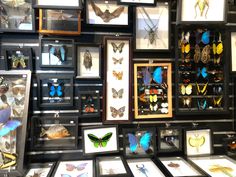 there are many framed butterflies on display in this room with the wall full of them