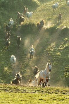 a herd of horses running down a hill