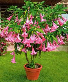 pink flowers are growing in a pot on the grass