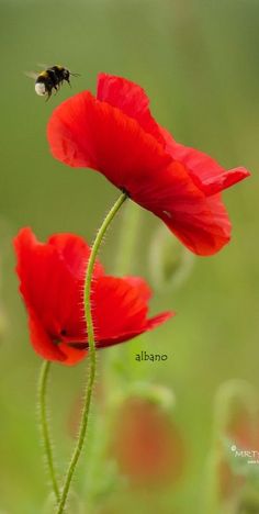 two red flowers with a bee flying over them