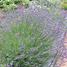 purple flowers are growing in the garden