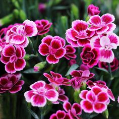 many pink and white flowers are blooming together