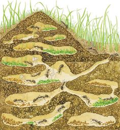 an image of soil layers with grass and plants growing from them in the ground, illustration by person