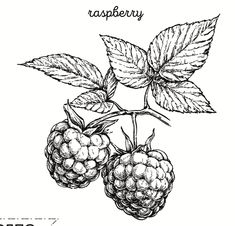 raspberries with leaves and the word raspberry written on it in black ink