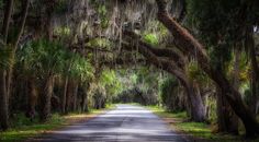 the road is lined with trees covered in spanish moss and hanging from the ceiling overhangs