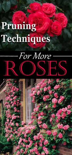 the cover of pruning techniques for more roses, with pink flowers in bloom