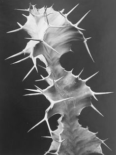 a black and white photo of a cactus with spikes on it's back end