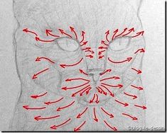 a drawing of a cat's face with arrows pointing in different directions