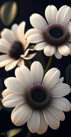 three white flowers with green leaves on a black background, all in the same image