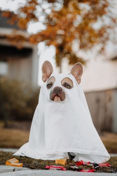 a dog dressed up in a ghost costume